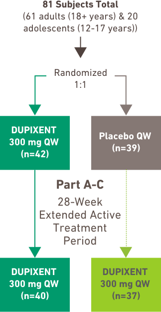 Part A 24-Week Placebo-Controlled Treatment Period